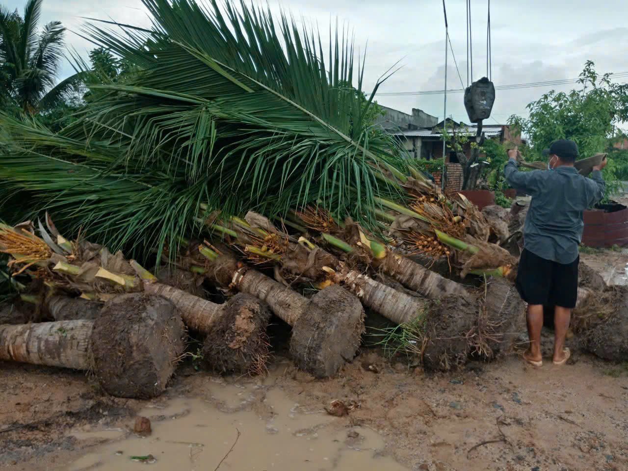 Thi Công Cây Xanh Chất Lượng - Kiến Tạo Không Gian Xanh